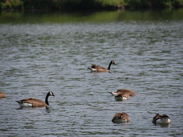Lake Kittamaqundi ducks