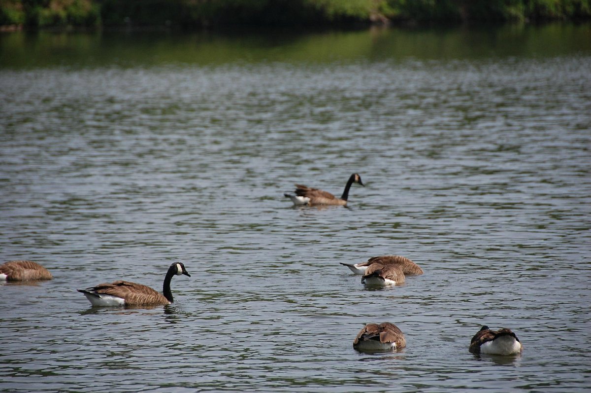 Lake Kittamaqundi ducks